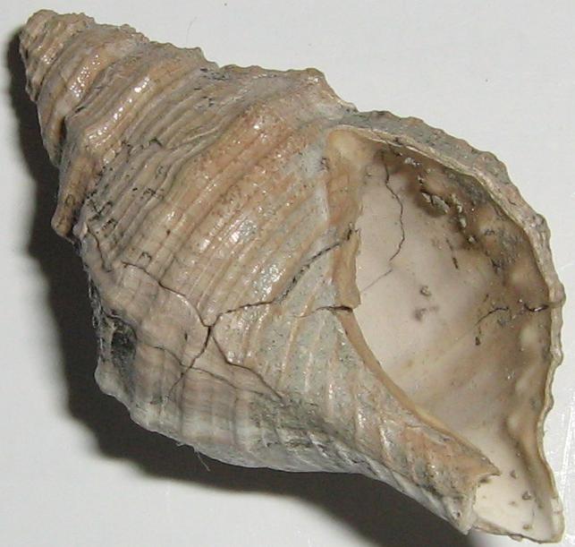 Cymathium corrugatum ?